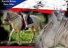 Paso Fino - Horse for Sale in Dale, TX 78616