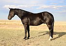 Quarter Horse - Horse for Sale in Carr, CO 80612 Quarter Horse - Horse for Sale in Carr, CO 80612