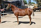 Quarter Horse - Horse for Sale in Canyon Country, CA 91387