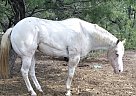 Appaloosa - Horse for Sale in Crystal City, TX 78839