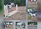 Paint Pony - Horse for Sale in Locust grove, VA 22508