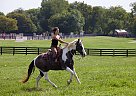 Spotted Saddle - Horse for Sale in Nashville, TN 37207-54