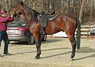 Standardbred - Horse for Sale in Millstone, NJ Standardbred - Horse for Sale in Millstone, NJ