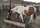 Quarter Horse - Horse for Sale in Chico, CA 95926