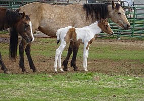 Quarter Horse (Quarter Horse, Mare) in Chico, CA