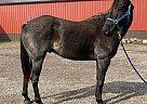 Quarter Horse - Horse for Sale in Duluth, MN 55812 Quarter Horse - Horse for Sale in Duluth, MN 55812