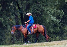 Quarter Horse (Quarter Horse, Gelding) in Stephenville, TX