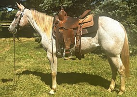 Appaloosa (Appaloosa, Mare) in OH