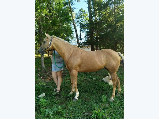 9 yr old Golden Palomino Mare