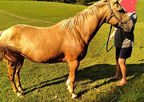 Quarter Horse (Quarter Horse, Mare) in Bean Stationbean station, TN