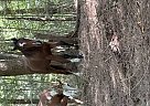 Warmblood - Horse for Sale in Dewittville, NY 14728