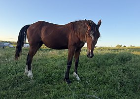 Warmblood