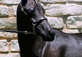 Shetland Pony (Shetland Pony, Mare) in Denison, TX
