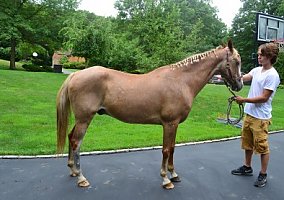 Best Mannered Horse you Will Ever Have In Your Barn for Sale Or Lease!!! Other Gelding