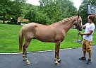 Other - Horse for Sale in Huntington, NY 11746 Other - Horse for Sale in Huntington, NY 11746