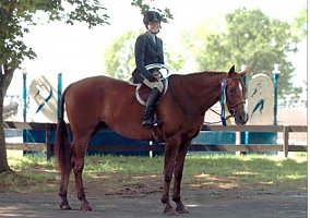 Big Boned 17 Hand Warmblood Gelding Warmblood Gelding