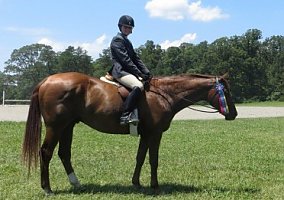 Warmblood (Warmblood, Gelding) in Toano, VA