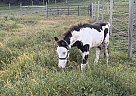 Warmblood - Horse for Sale in Dewittville, NY 14728