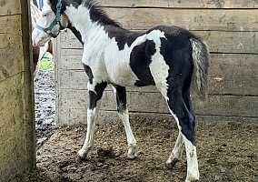 Warmblood