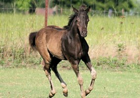 Miniature Horse (Miniature Horse, Stallion) in Denison, TX