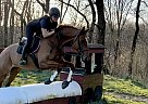 Appendix - Horse for Sale in Pittsburgh, PA 15237 Appendix - Horse for Sale in Pittsburgh, PA 15237