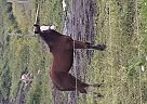 Warmblood - Horse for Sale in Dewittville, NY 14728