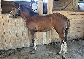 Warmblood