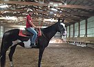- Gelding in Jamesville, NY - Gelding in Jamesville, NY