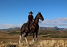 Tennessee Walking - Horse for Sale in Walden, CO 36759