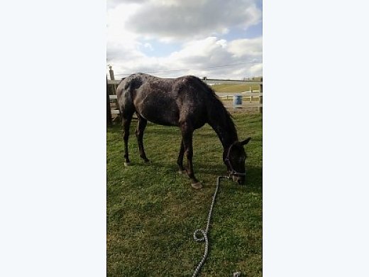 Great Appaloosa Mare for Lease