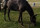 Appaloosa - Horse for Sale in Kempton, PA 19529 Appaloosa - Horse for Sale in Kempton, PA 19529