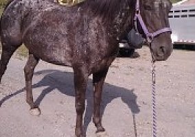 Appaloosa (Appaloosa, Mare) in Kempton, PA