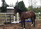 Westphalian - Horse for Sale in Langley, BC V2Z 2C