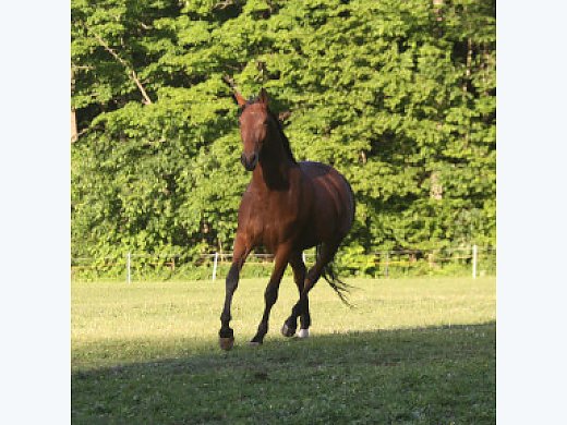 Lovely Young Dressage Prospect