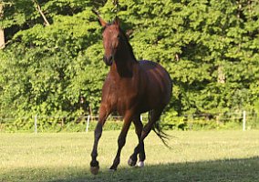 Trakehner (Trakehner, Gelding) in Kennedy, NY
