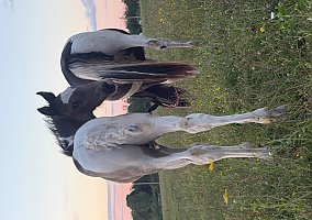 Warmblood