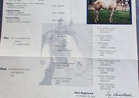 Palomino (Palomino, Mare) in Arlington, MN