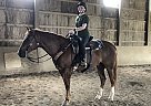 Cowboy - Gelding in Centerville, OH Cowboy - Gelding in Centerville, OH