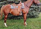 Quarter Horse - Horse for Sale in Xenia, OH 45385 Quarter Horse - Horse for Sale in Xenia, OH 45385