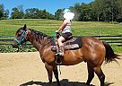 Quarter Horse Gelding for Sale in East Rochester, Ohio Quarter Horse Gelding for Sale in East Rochester, Ohio