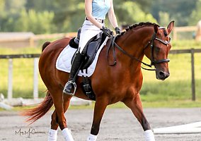 Arabian (Arabian, Mare) in Alpharetta, GA