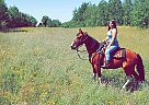Spotted Saddle Gelding for Sale in Hurley, Wisconsin Spotted Saddle Gelding for Sale in Hurley, Wisconsin