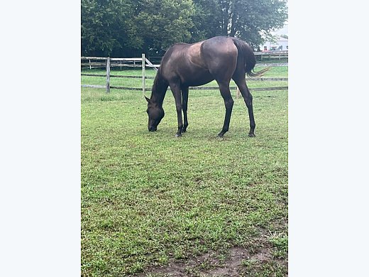 Thoroughbred for Sale