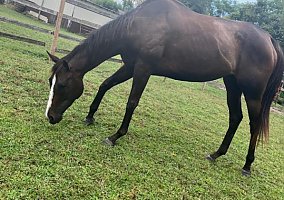 Thoroughbred (Thoroughbred, Mare) in Shelbyville, IN