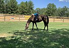 9YO Gaited Mare Saige