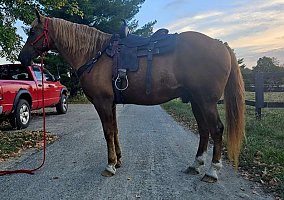 Draft (Percheron, Belgian, Clydesdale, Shire)