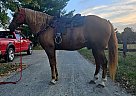 Tennessee Walking - Horse for Sale in Xenia, OH 45385 Tennessee Walking - Horse for Sale in Xenia, OH 45385