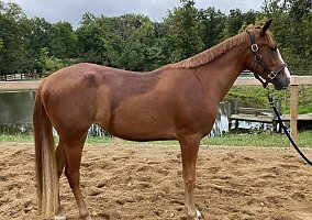 Draft (Percheron, Belgian, Clydesdale, Shire) (Draft (Percheron, Belgian, Clydesdale, Shire), Mare) in Hinckley, OH