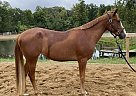 Other - Horse for Sale in Hinckley, OH 44233