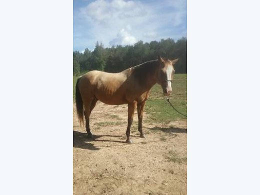 2010 Buckskin Gelding - Paint Horse for Sale in Sylacauga, AL